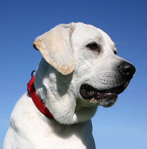 拉布拉多检索器白色伴侣动物天空猎犬警卫蓝色衣领孩子小狗图片