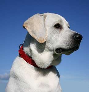 拉布拉多检索器蓝色小狗衣领孩子天空猎犬白色警卫伴侣动物图片