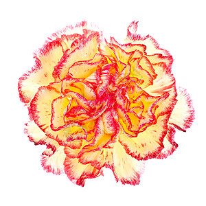 粉红和黄色康乃馨植物群植物学正方形石竹宏观植物工作室叶子照片花瓣图片