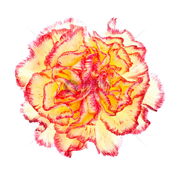 粉红和黄色康乃馨植物群植物学正方形石竹宏观植物工作室叶子照片花瓣图片