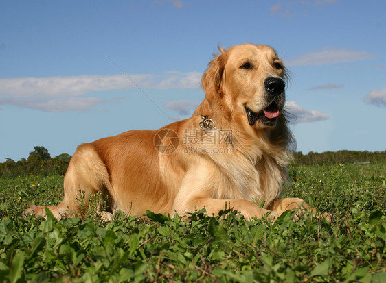 金毛猎犬猎狗牧场猎犬场地天空犬类动物宠物棕色蓝色图片