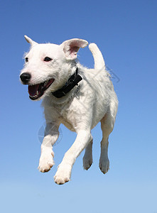 跳过越野虎白色宠物竞赛动物猎狗运动跳跃训练衣领犬类图片