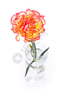 玻璃中的康乃馨植物学宏观植物工作室不倒翁照片植物群花瓶叶子花瓣图片