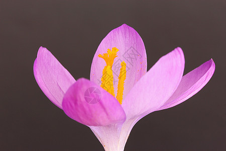 体积植物花园灯泡花瓣雄蕊图片