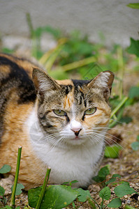 猫在地上晶须眼睛头发岩石小猫猫科地面哺乳动物耳朵说谎图片