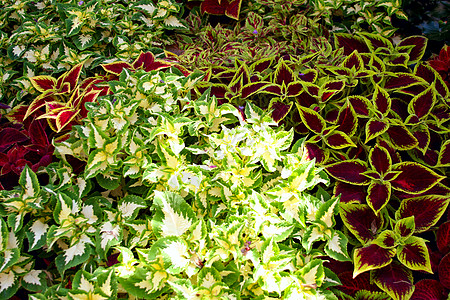 科勒斯布卢梅绿色荨麻彩绘螺柱紫色红色宏观花园黄芩叶子图片