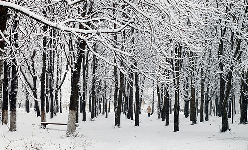 公园第一次下雪荒野毯子植物季节装饰品降雪牧歌场景树木森林图片