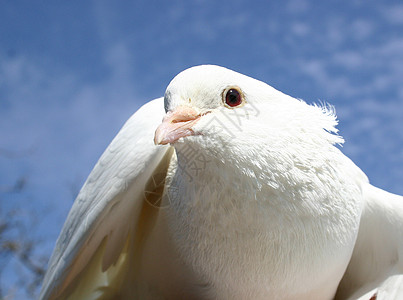 白鸽羽毛白色宠物动物围脖乡村蓝色翅膀农场天空背景图片