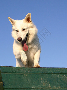 瑞士牧羊人文化蓝色天空宠物犬类成人动物牧羊犬白色图片