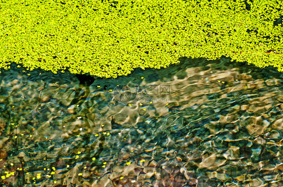 普通鸭草 柠檬花园植物群叶子植物学浮萍环境生活反射池塘树叶图片