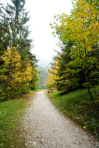 秋季公园绿色叶子黄色橙子金子季节长椅车道森林图片