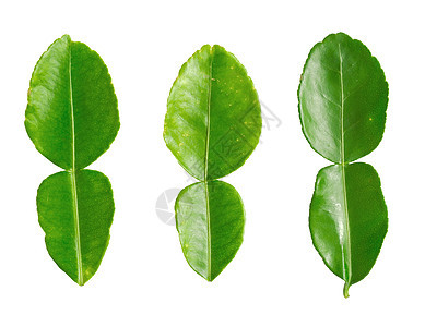 茶叶石灰叶美食烹饪叶子绿色草本植物树叶食物水平味道芳香图片