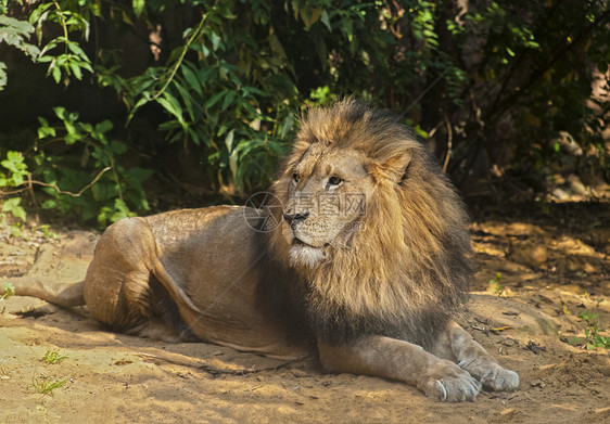狮子雄狮鬃毛哺乳动物危险男性国王野生动物说谎地面毛皮荒野图片