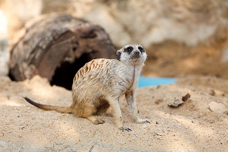 坐在沙地上的苏里卡特或米尔卡特手表眼睛石头生态荒野警报猫鼬沙漠哺乳动物动物图片