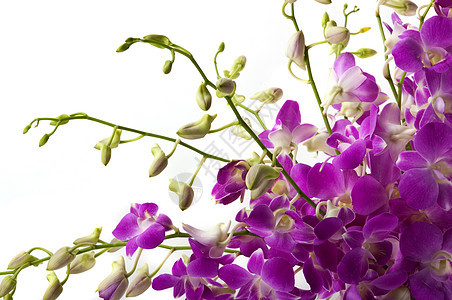 兰花情调花束异国植物热带花园疗法植物学花瓣芳香图片