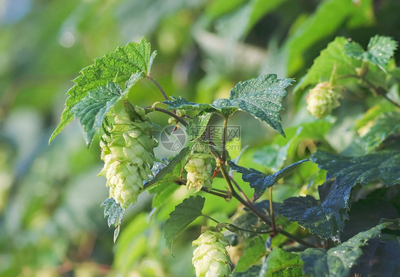 豪华锥体啤酒树叶药品绿色食物草本花园啤酒花啤酒厂苦味图片