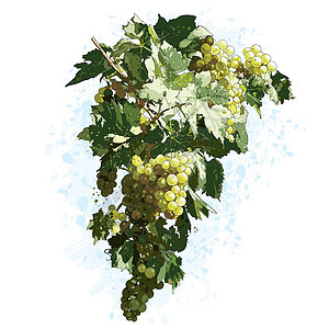 有叶叶的葡萄分支机构水果树叶白色葡萄园插图绿色卷须状藤蔓绘画图片