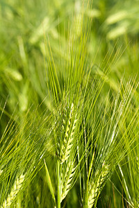 绿燕麦场地绿色谷物粮食植物大麦种子小麦农场生长图片