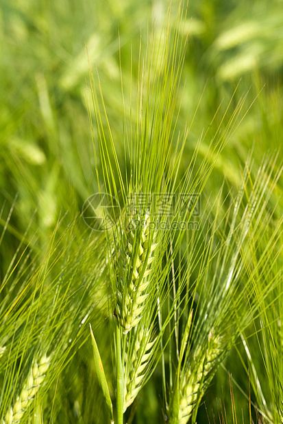 绿燕麦场地绿色谷物粮食植物大麦种子小麦农场生长图片