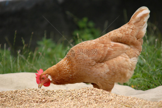 母鸡家禽食物玉米种子动物棕色植物农场谷物小麦图片