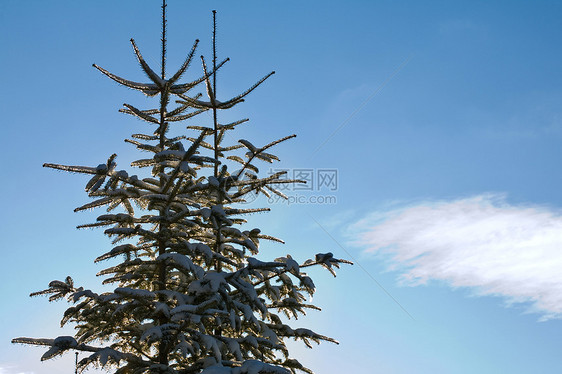 林木和天空季节蓝色场景绿色森林白色图片