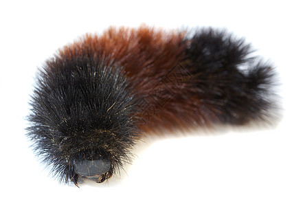 Woolly Bear(阿尔克蒂迪达)毛毛虫宏观图片