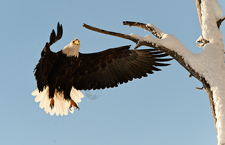 鹰登陆鸟类捕食者野生动物翅膀航班荒野猎物危险指甲飞行图片
