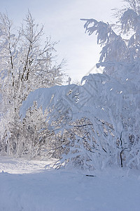 雪雪和冰冻的树木图片