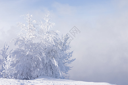 雪雪和冰冷的孤树雪花场景下雪孤独森林暴风雪天空假期冰柱城市图片