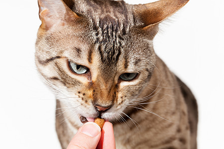 Bengal 小猫被用手指喂食图片