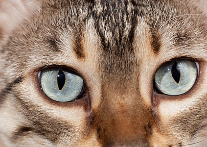 巨人眼中的孟加拉小猫图片
