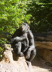 黑猴男性绿色成人生活荒野灵长类毛皮哺乳动物动物园动物图片