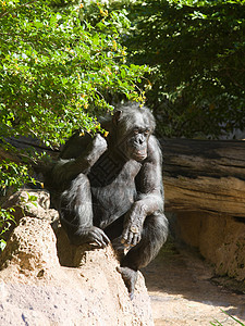 黑猴绿色森林灵长类成人毛皮银背动物俘虏荒野动物园图片