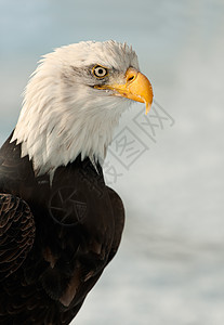 近距离接近秃鹰的肖像鸟类国家荒野季节海藻野生动物自由停留羽毛濒危图片