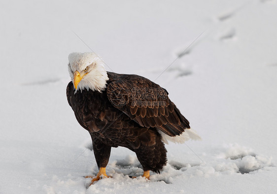 白鹰在雪上图片