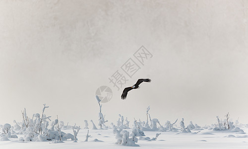 在雪覆盖的山上飞鹰阳光国家旅行动物群生物羽毛动物日落濒危翅膀图片