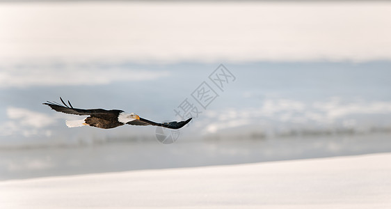 飞鹰在雪覆盖的河上生物翅膀鸟类学山脉海藻国家野生动物自由航班动物图片