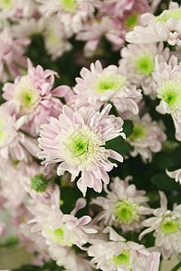 菊花花绿色红色风格花朵叶子黄色装饰白色植物群花束图片