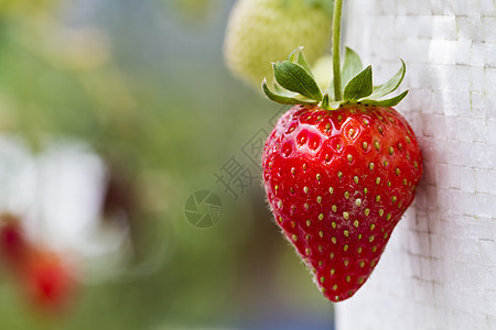 草莓生长生活植物食物生态农场农业甜点浆果营养图片