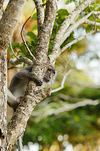 Macaque 猴子祖先眼睛乐趣蓝色动物毛皮公园动物群猕猴哺乳动物图片