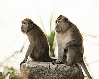 Macaque 猴子热带石头乐趣动物群婴儿猕猴混血儿动物哺乳动物野生动物图片