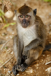 Macaque 猴子地面异国动物群热带混血儿灵长类生物婴儿森林毛皮图片