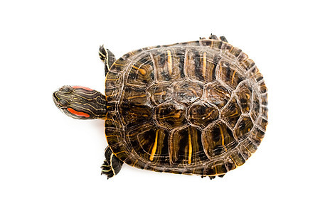 海龟白色工作室草食性宠物乌龟蜥蜴人棕色耐力图片