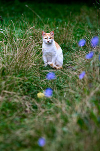 户外小猫院子毛皮绿色哺乳动物草地动物图片