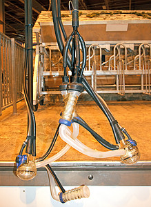 自动挤奶机山羊牛奶配种饲养员农场生产奶牛推介会图片