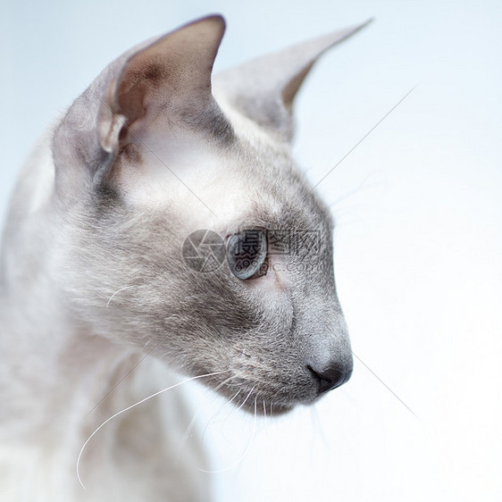 无毛猫动物鼻子爪子宠物蓝色晶须短发耳朵椅子正方形图片