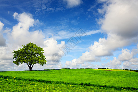 奇幻之地蓝色天气牧场绿色晴天橡木环境季节草地叶子图片