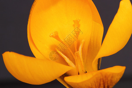 鳄锥体花园灯泡花瓣植物黄色图片