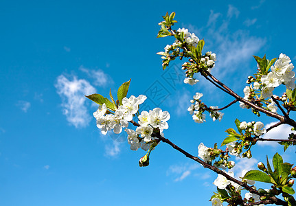 苹果花生活美丽蓝色枝条季节白色花朵天气阳光天空图片