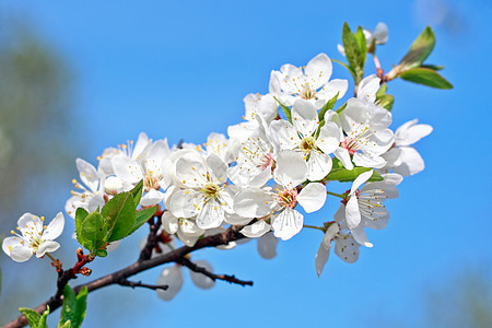 苹果树 一堆白花图片